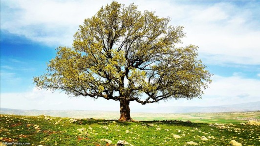 درخت بلوط