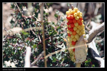 طبیعت کبیرکوه