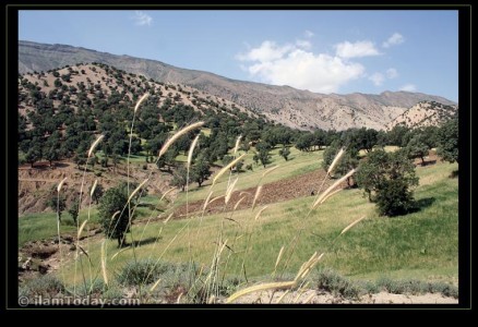 چنار باشی