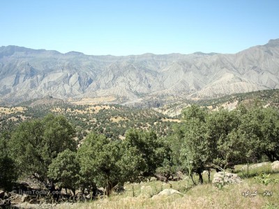 کور
