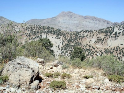 کان صیفی