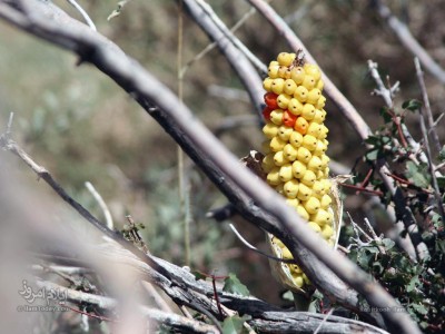 کبیرکوه